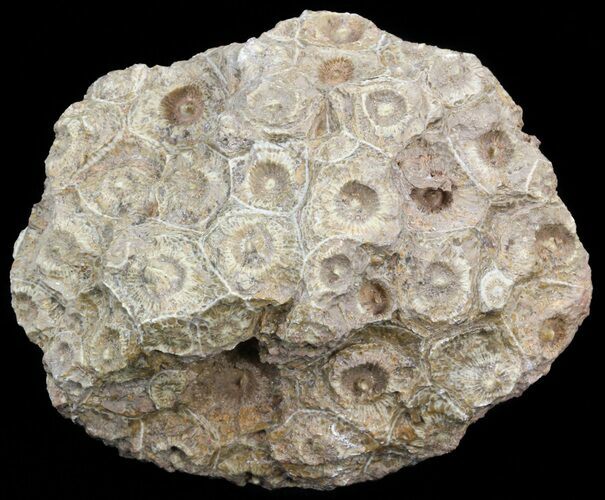Fossil Coral (Actinocyathus) Head - Morocco #44868